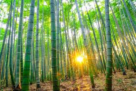 Bambus ako udržateľný zdroj
