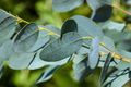 100% Silica Eukalyptus Saloos 50ml -Čína